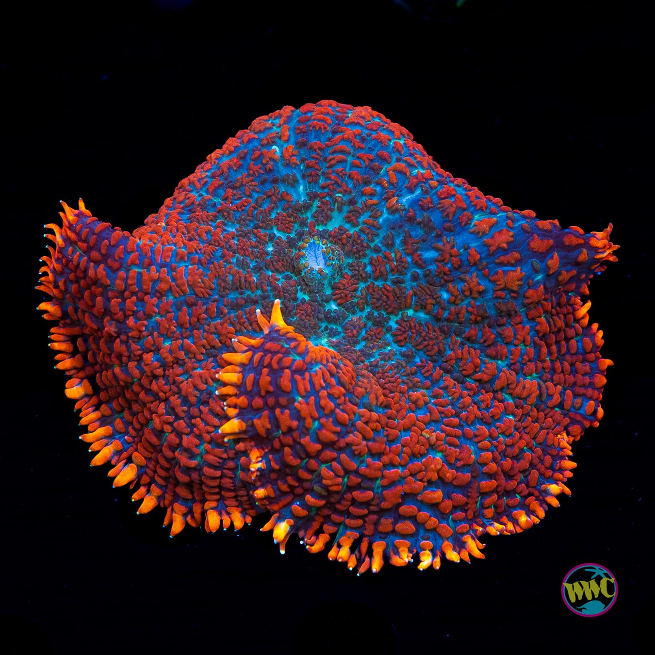 Rainbow Rhodactis Mushroom