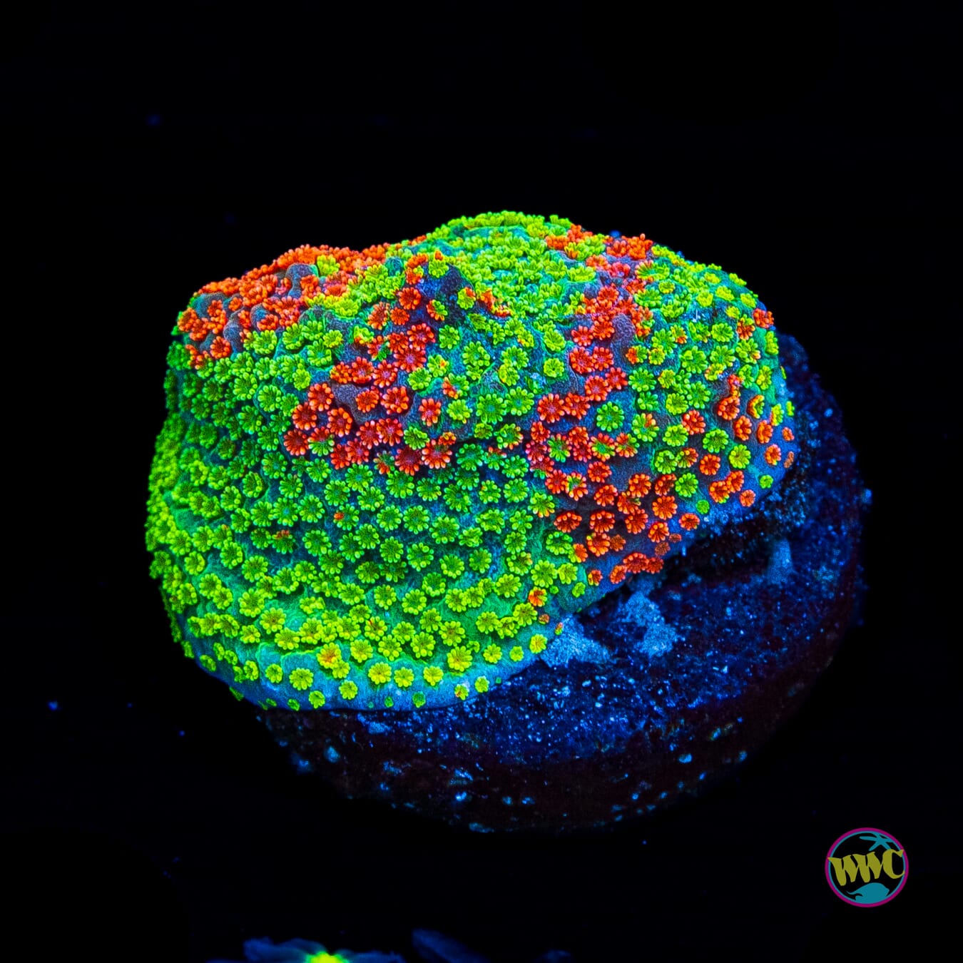 Jason Fox Dizzy Spell Montipora