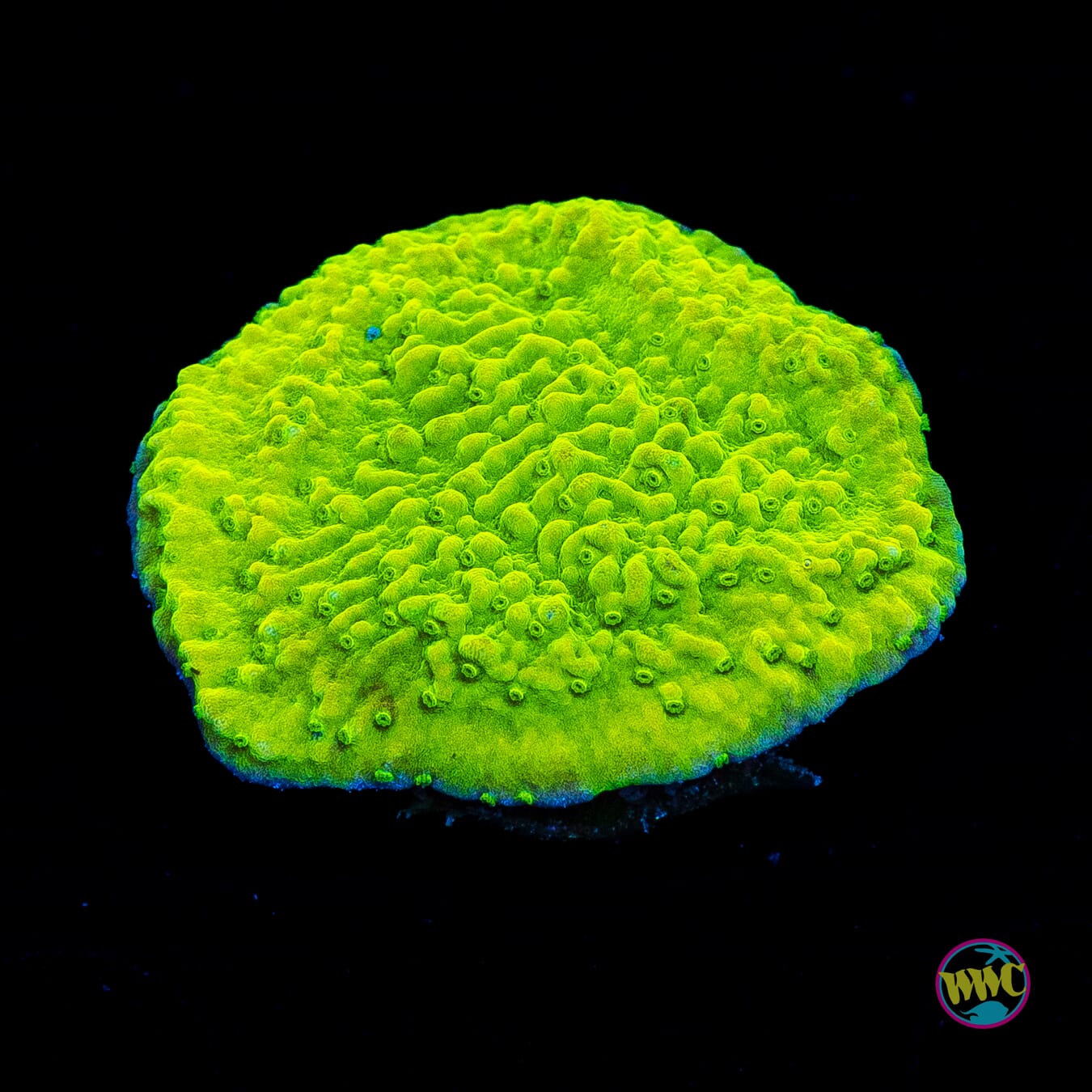 WWC Money Shot Montipora