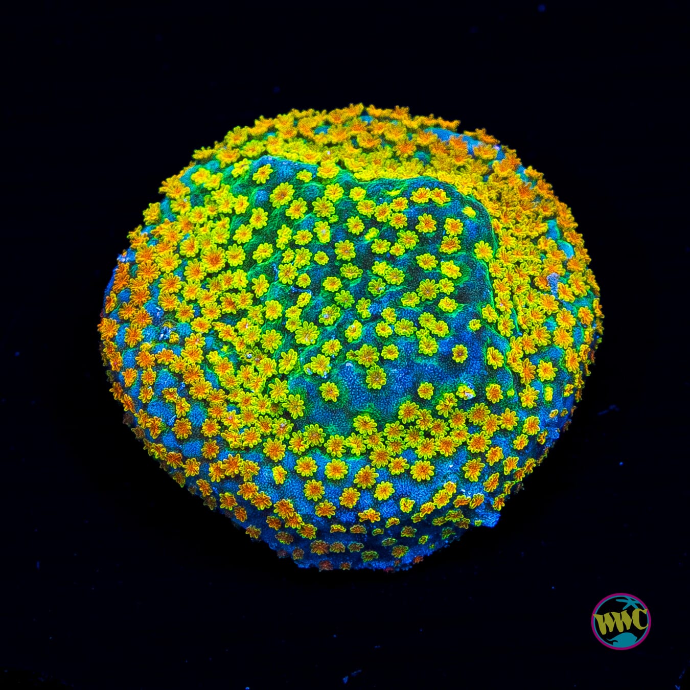 Jason Fox Fruity Pebbles Montipora