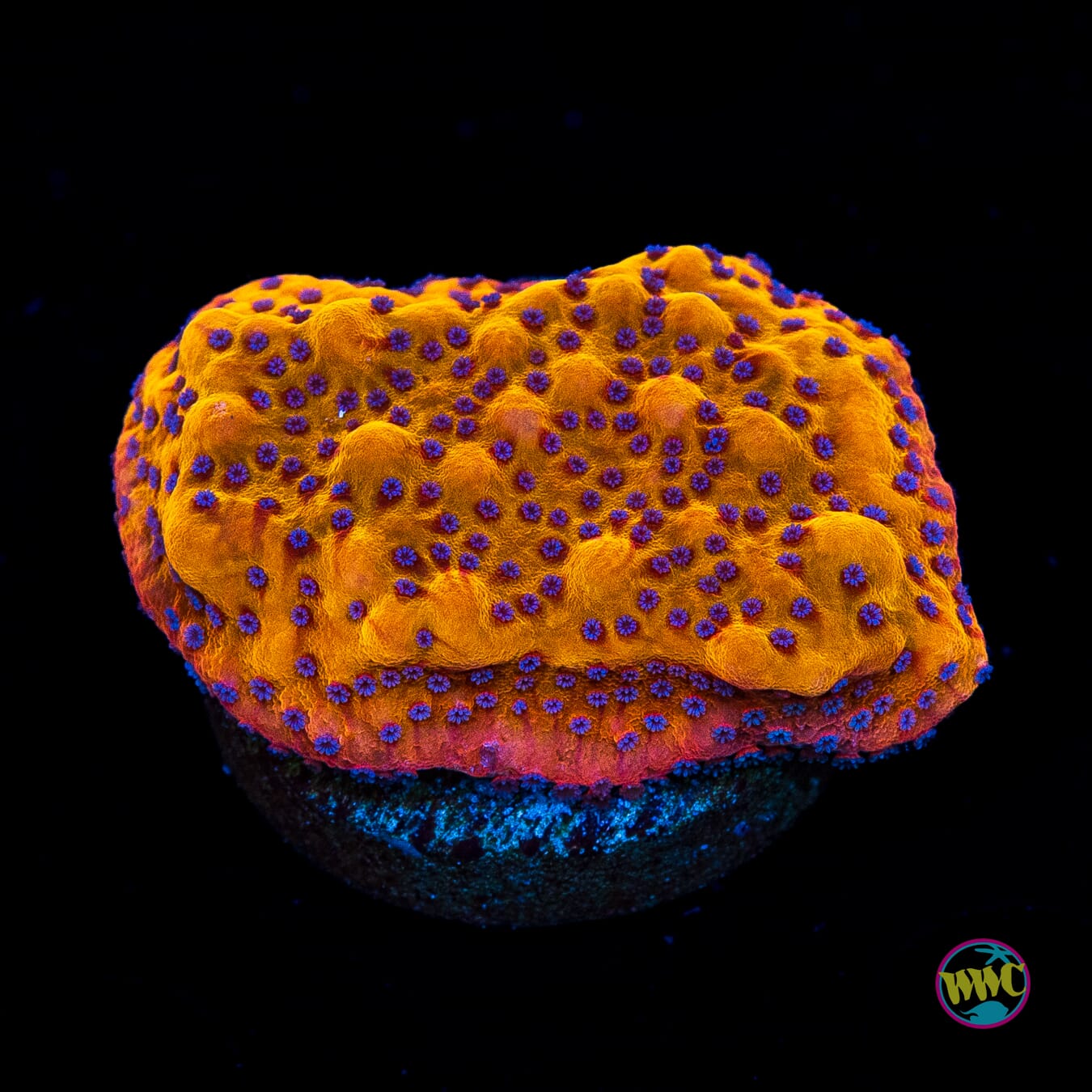 WWC Quicksand Montipora
