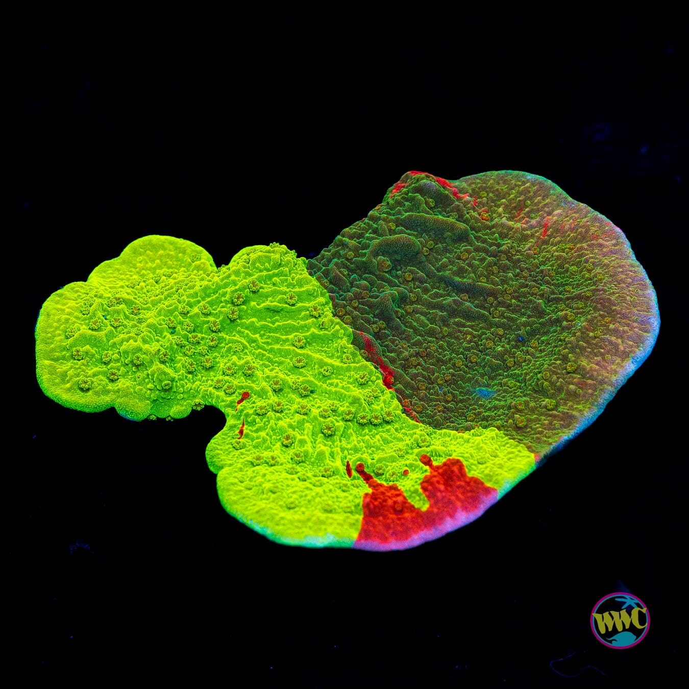 WWC Triple Threat Grafted Montipora