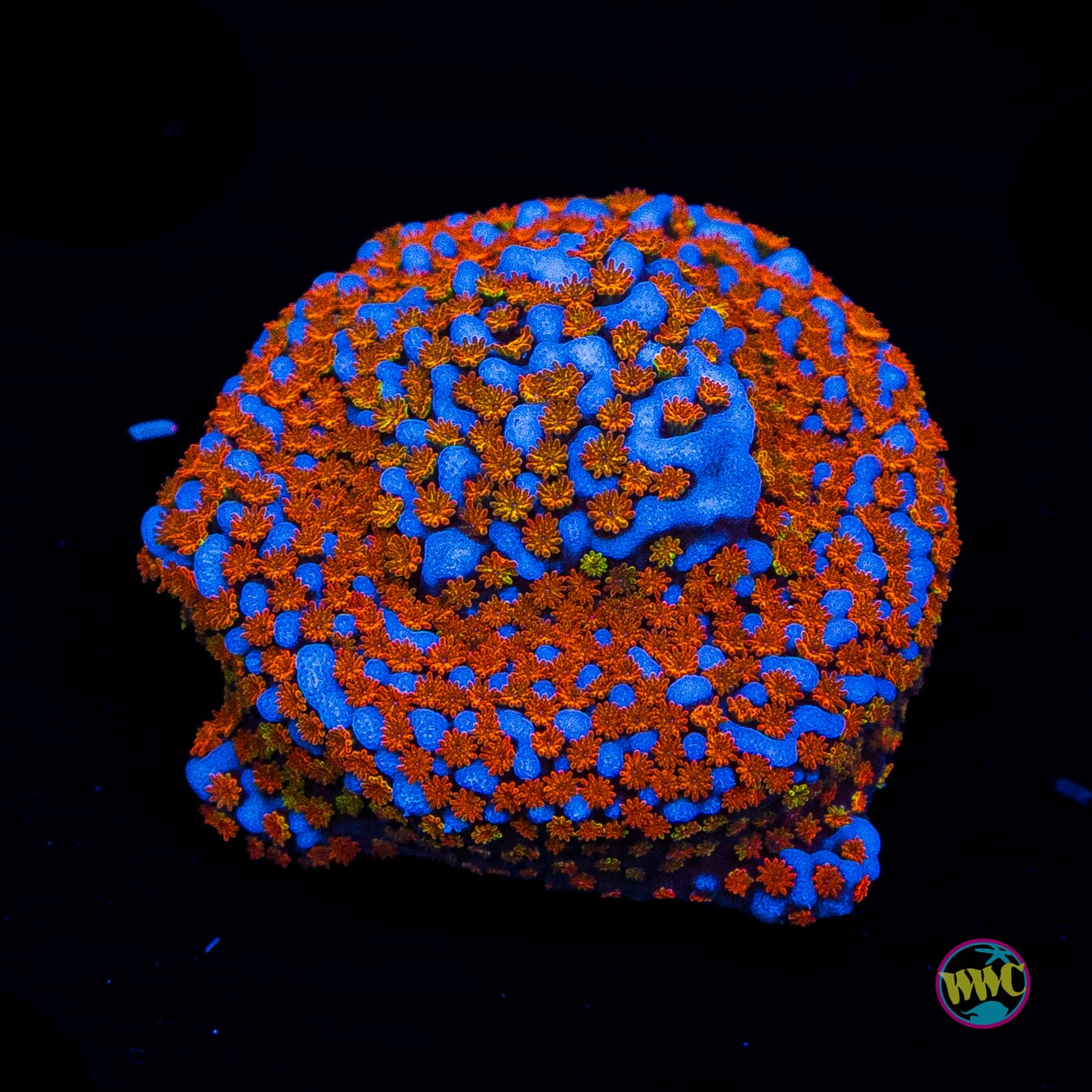 Rainbow Montipora