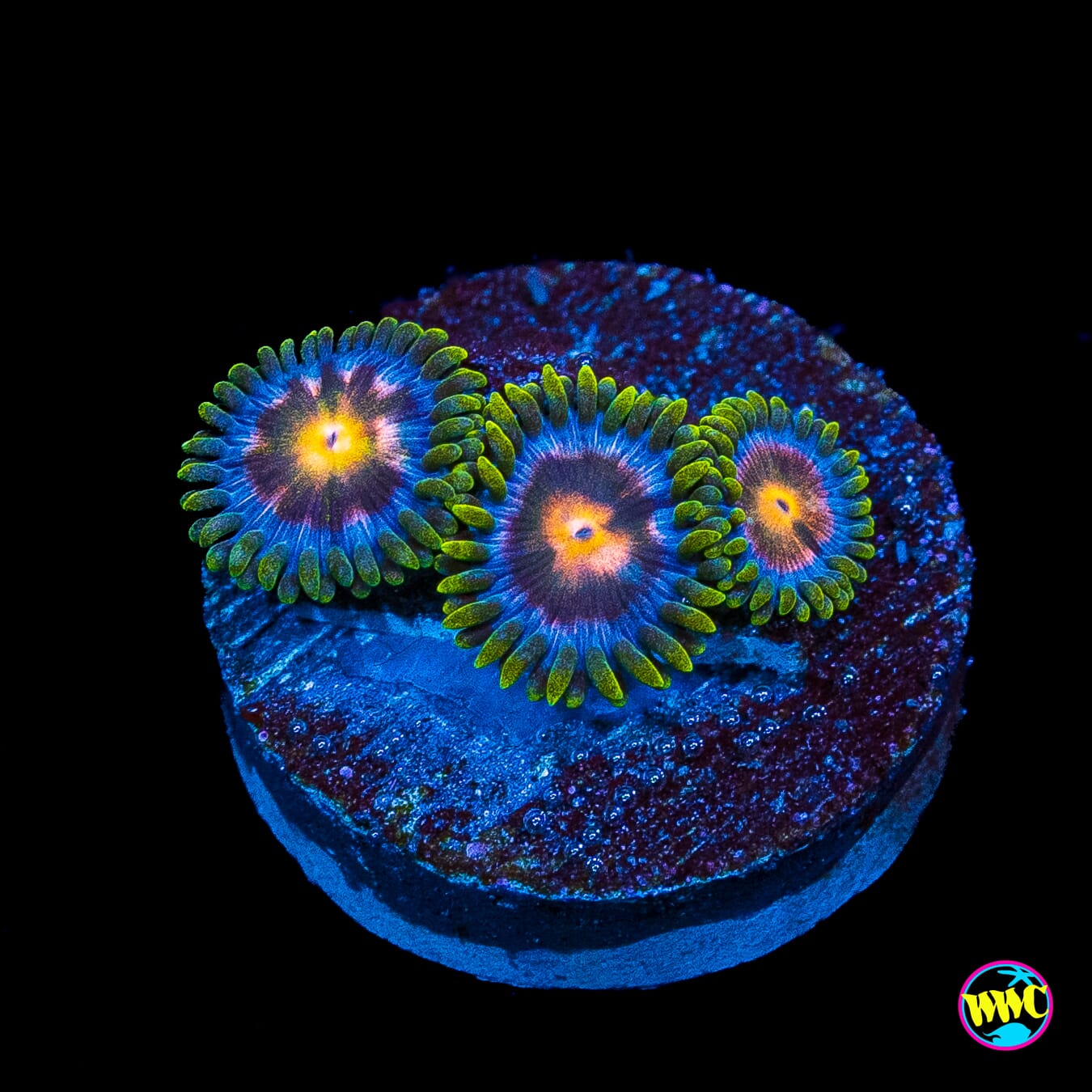 Purple Pinwheel Zoanthids