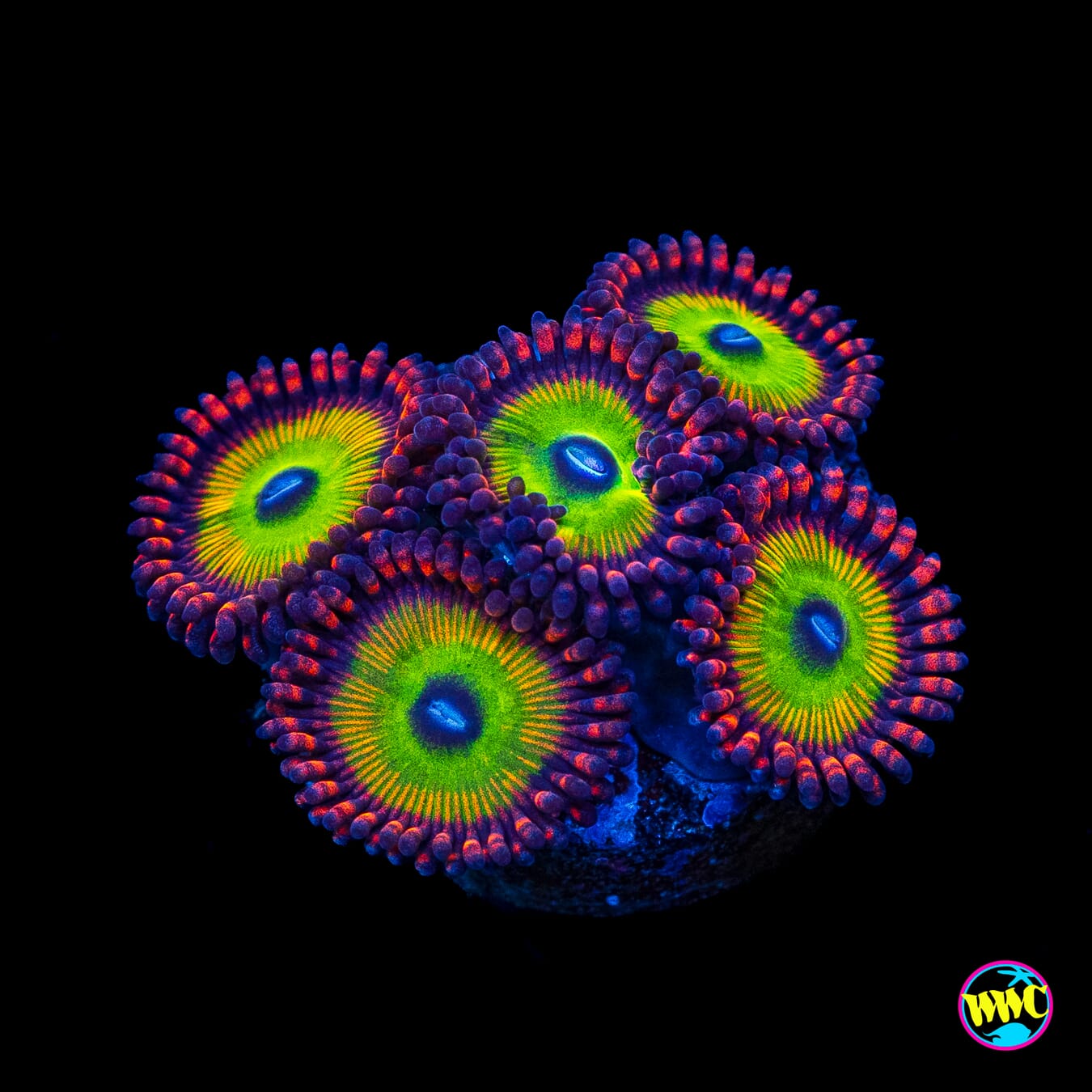 Candy Apple Red Zoanthids