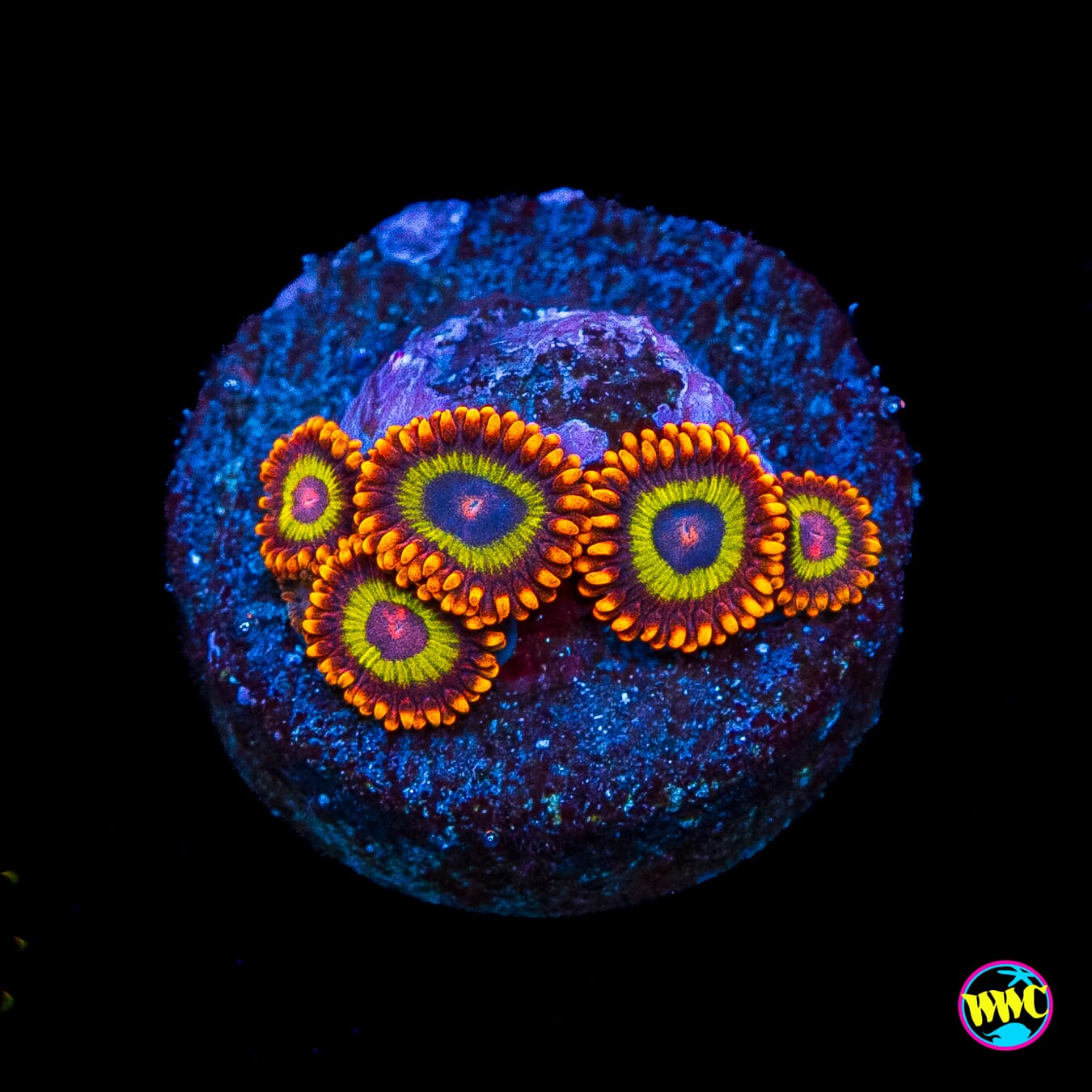 Fruit Loopz Zoanthids