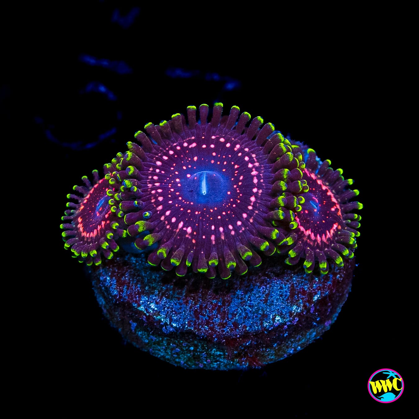 WWC Taser Zoanthids