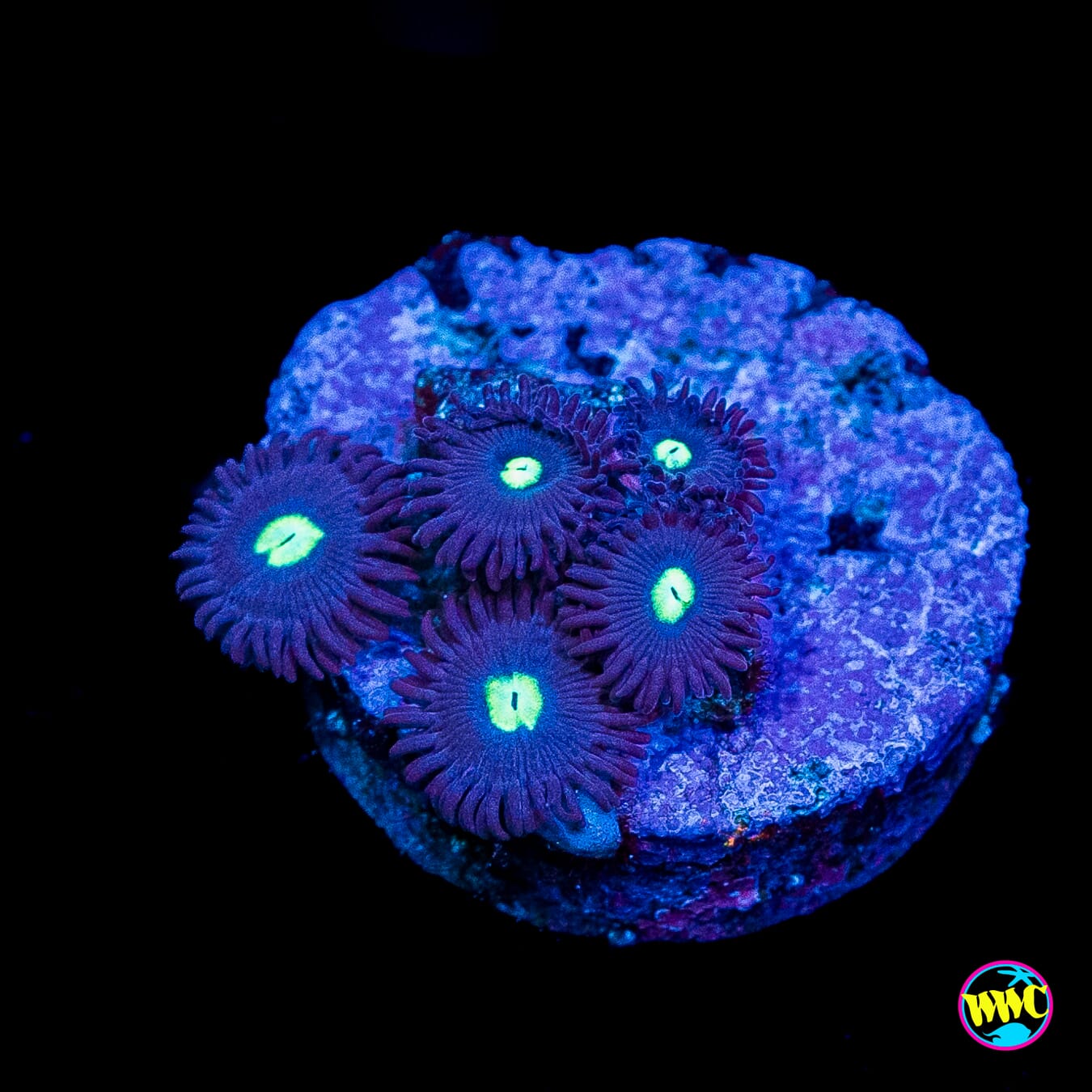 Tic Tac Zoanthids