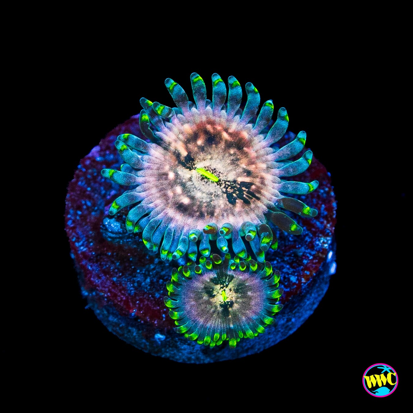Hawaiian Ding Dang Zoanthids