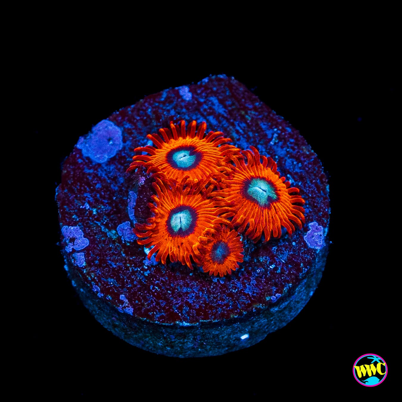 Charmanderz Zoanthids