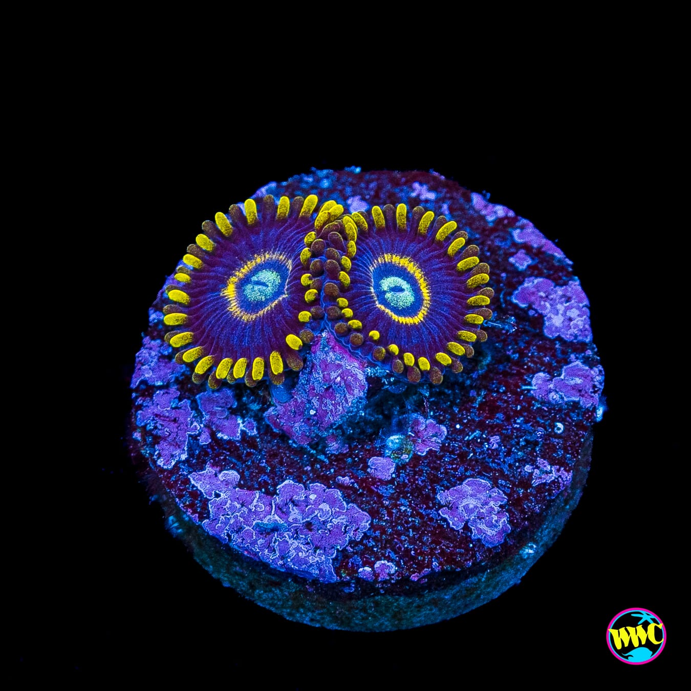 Blue Hornet Zoanthids