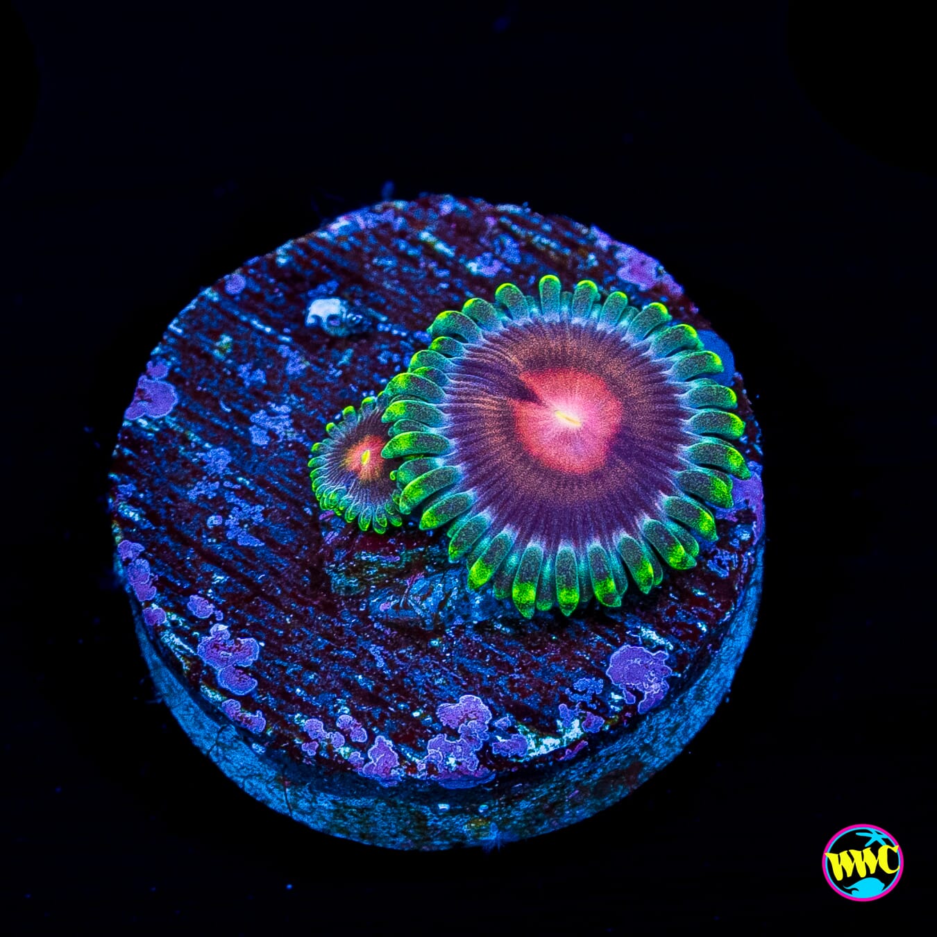 WWC Lucky Kentucky Zoanthids