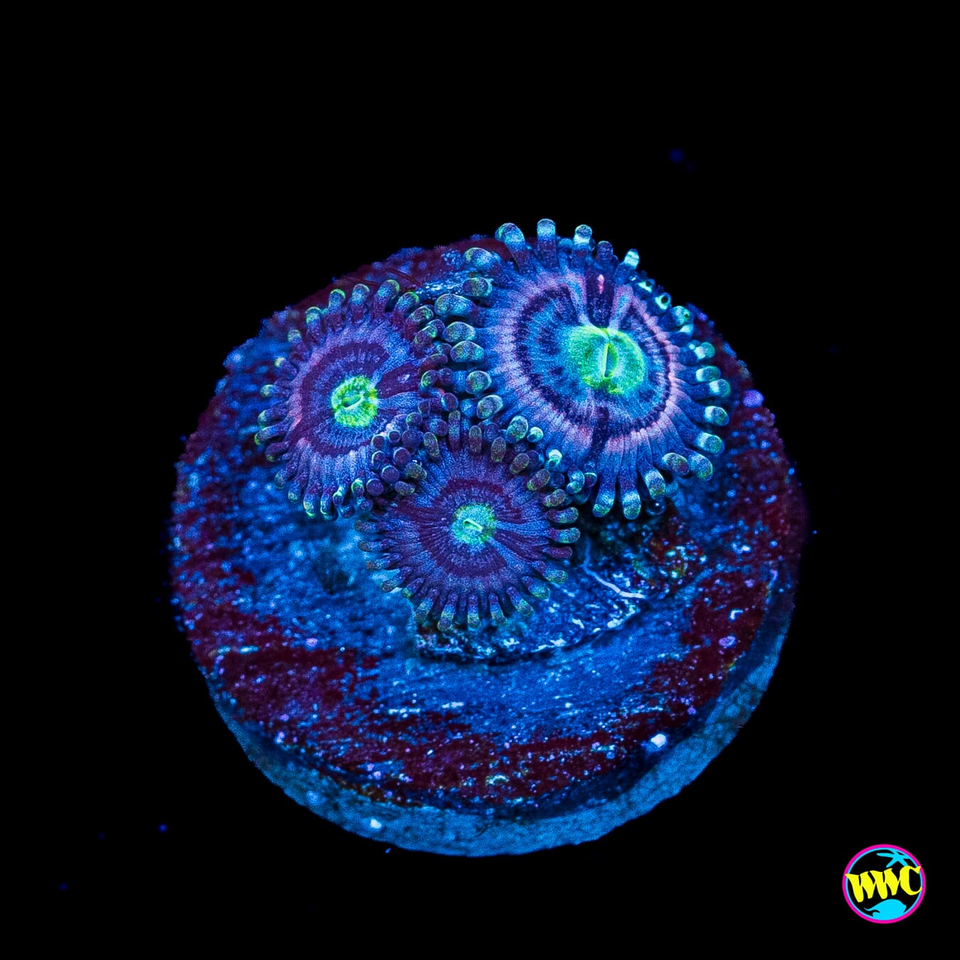 WWC Avocado Smasher Zoanthids