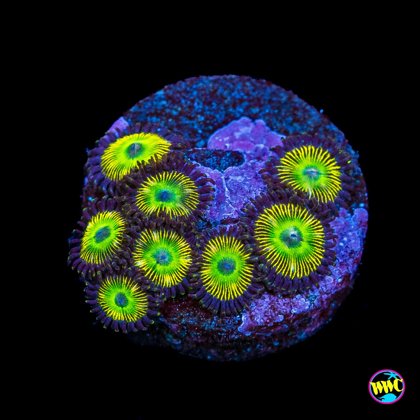 WWC Saltwater Taffee Zoanthids