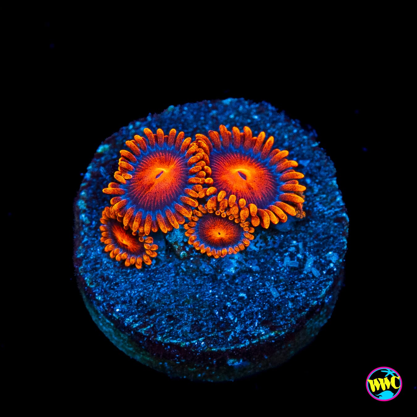 Bam Bamz Zoanthids