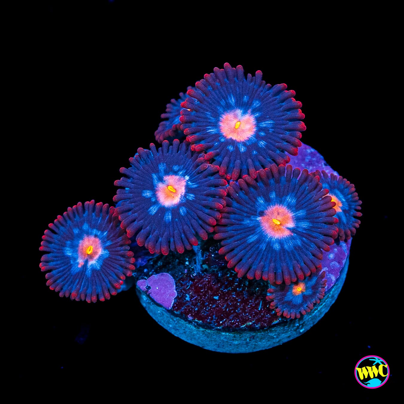 WWC Blue Steel Zoanthids