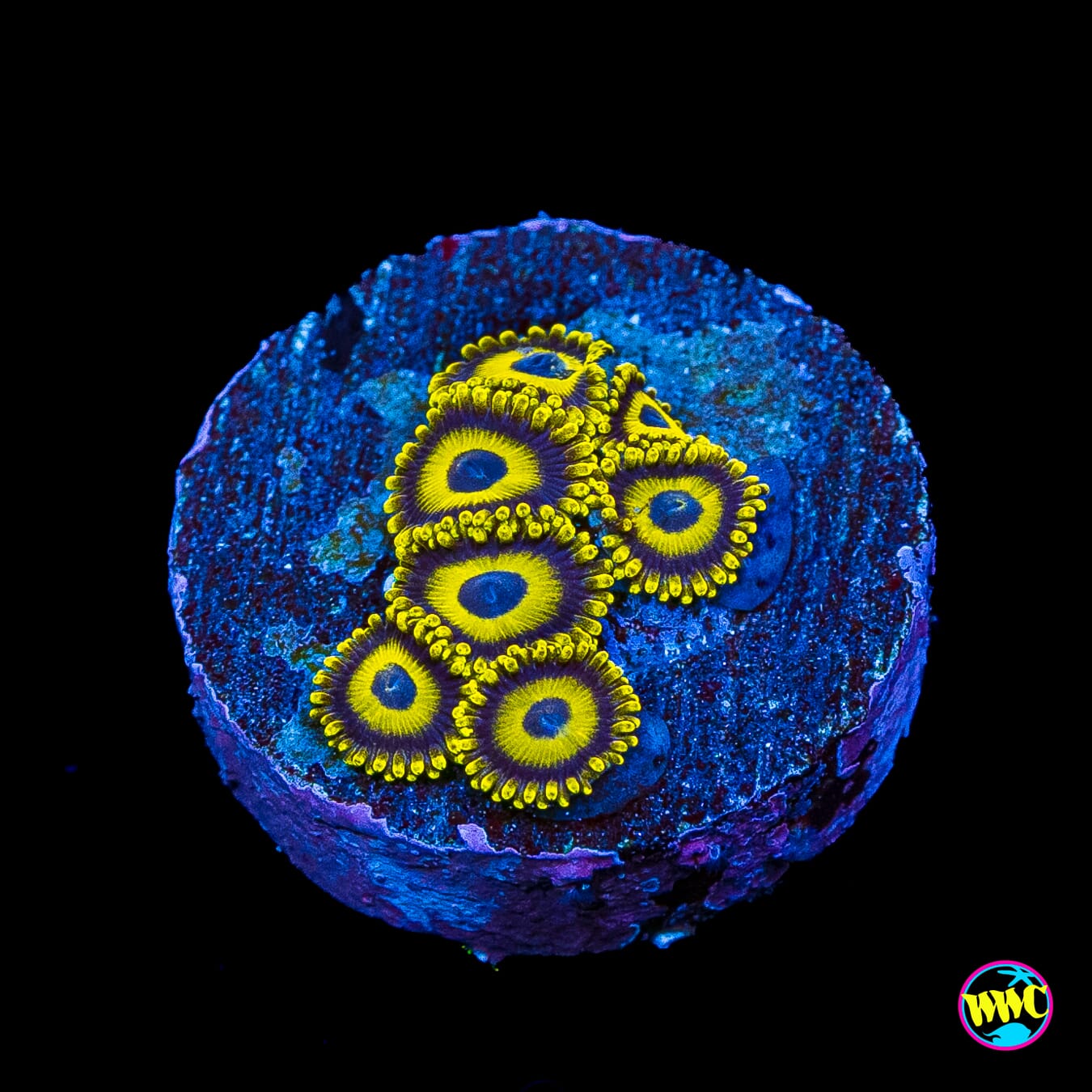 LA Lakerz Zoanthids