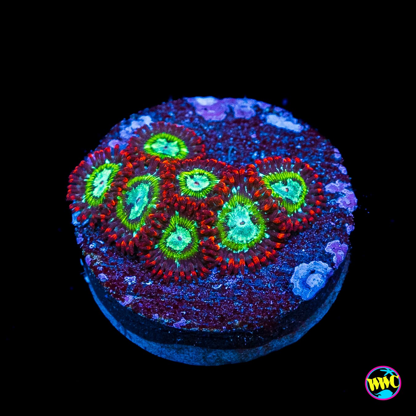 WWC Viridian Zoanthids