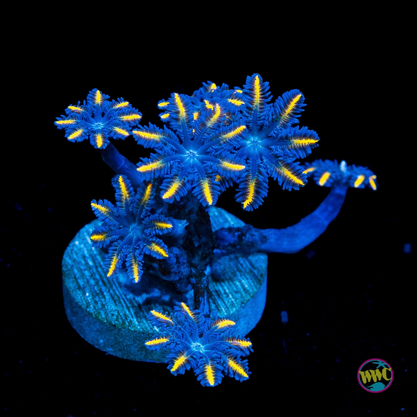WWC Lemon Tipped Clove Polyps