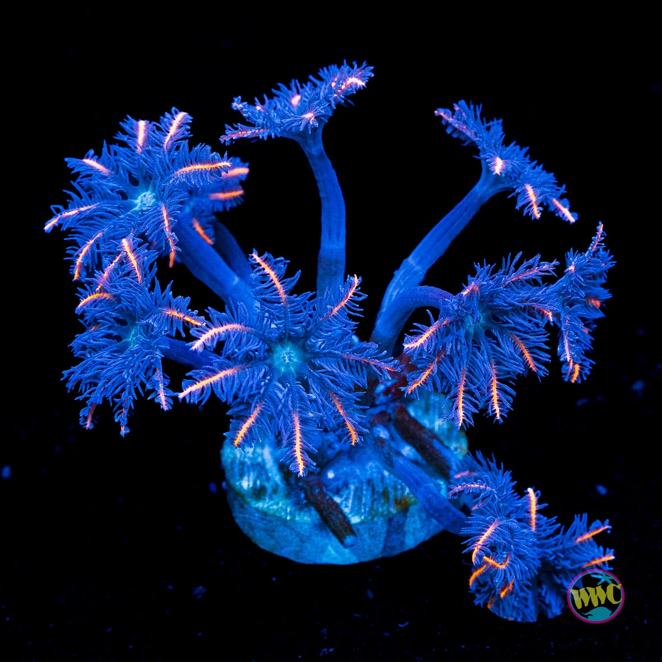WWC Florida Squeeze Clove Polyps