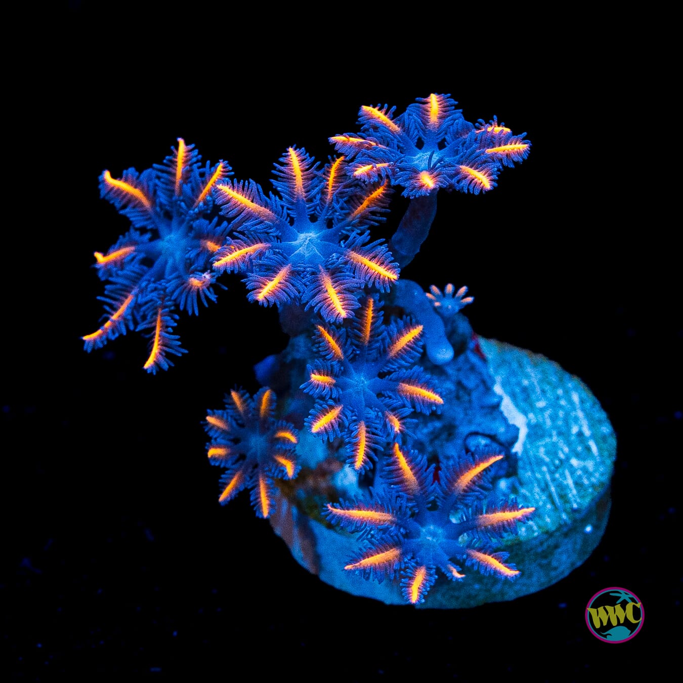 WWC Fireworks Clove Polyps