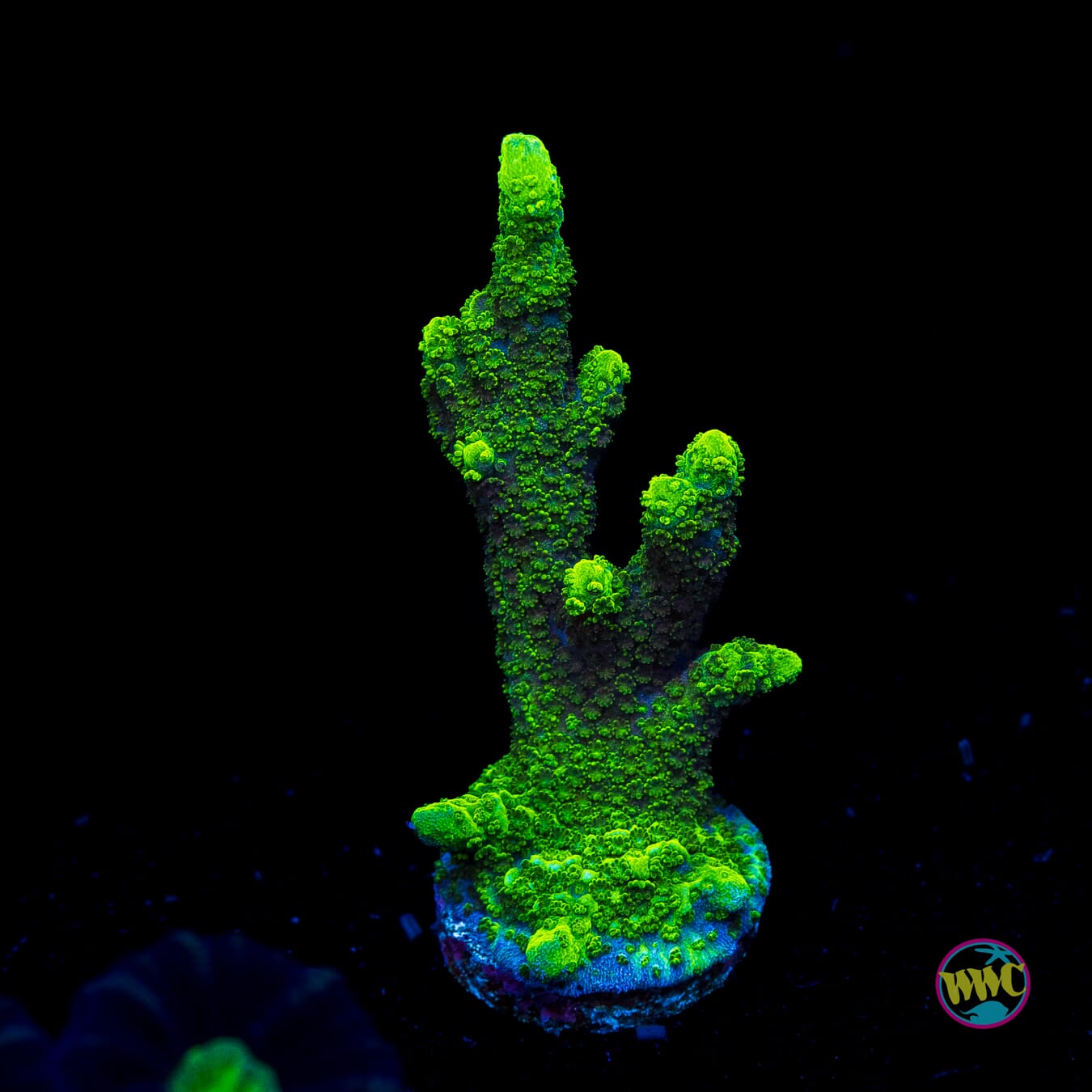 Green Digitata Montipora