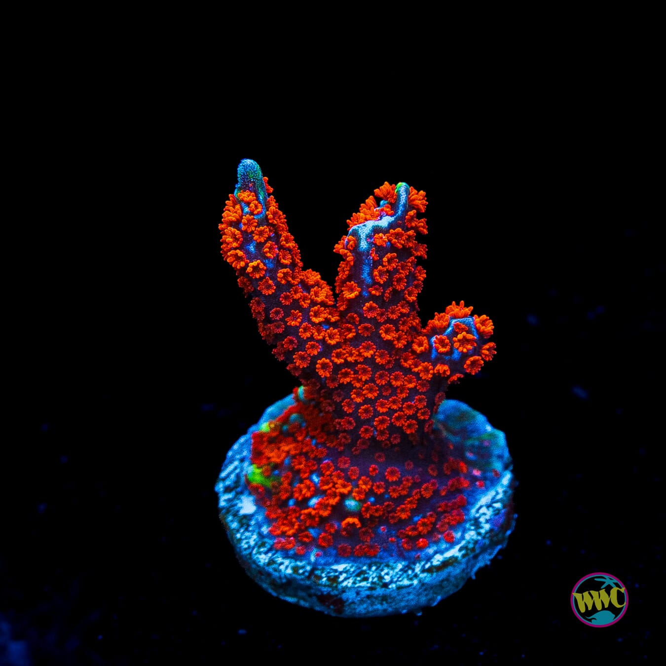 Superman Digitata Montipora