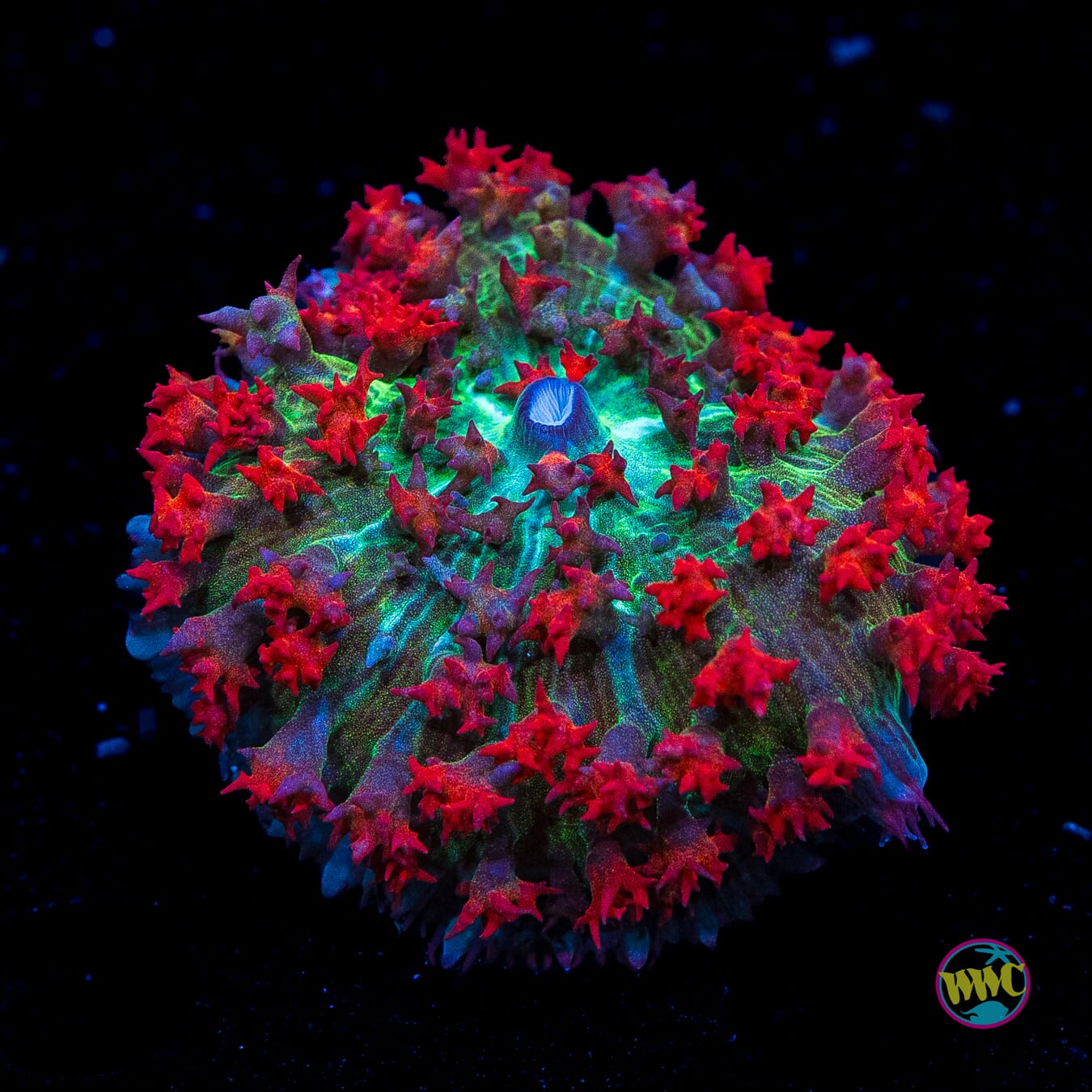 Scarlet Rising St. Thomas Mushroom