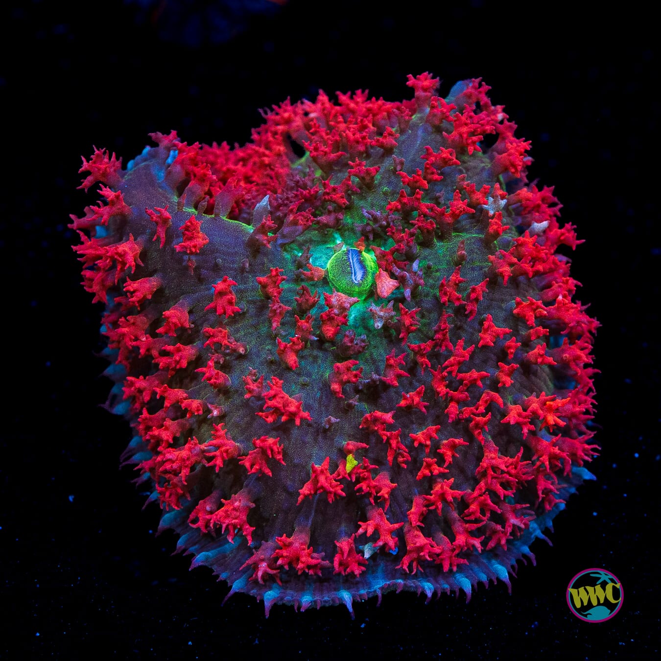 Scarlet Rising St. Thomas Mushroom