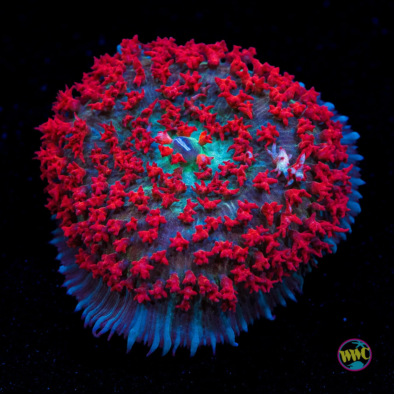 Scarlet Rising St. Thomas Mushroom