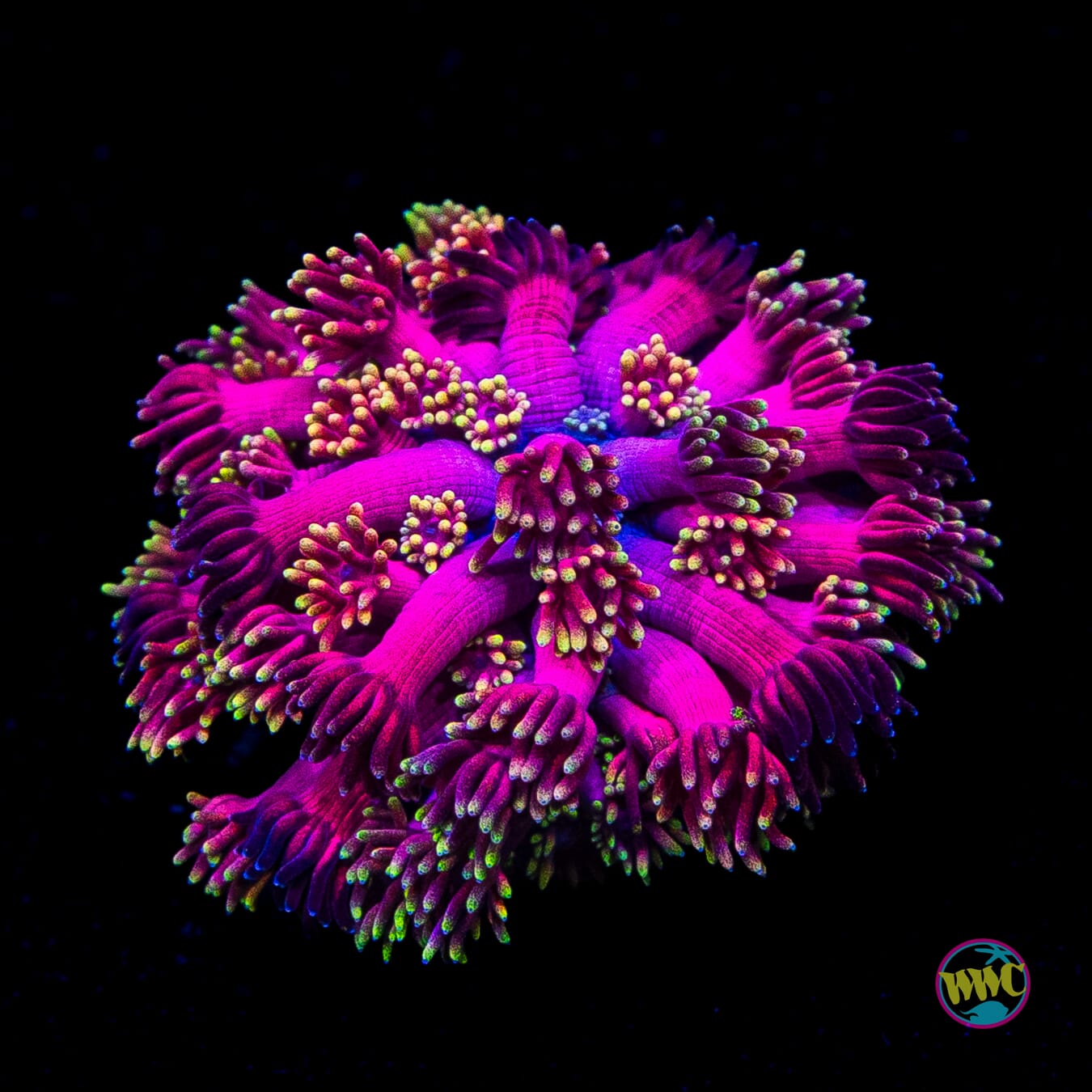 WWC Hollywood Nights Goniopora