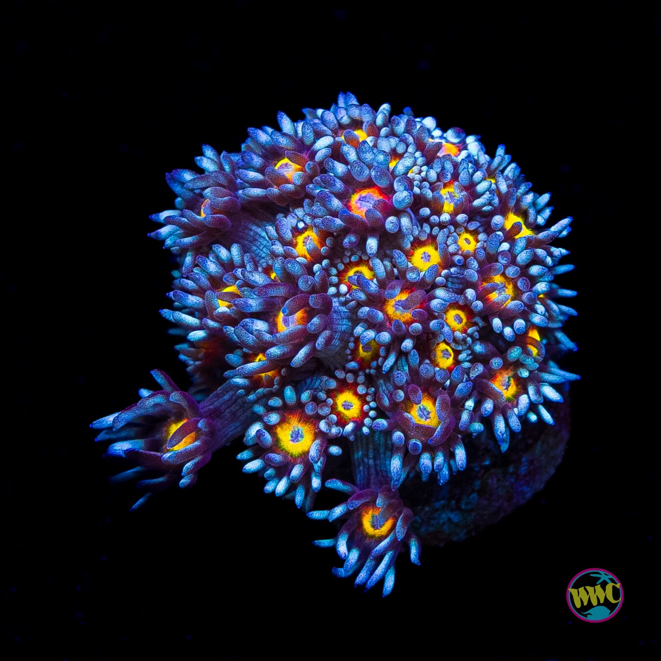 North Star Goniopora