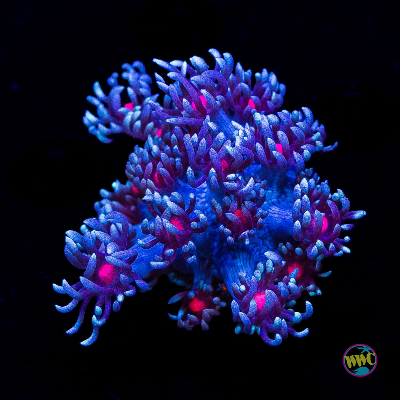 WWC Bloodshot Goniopora