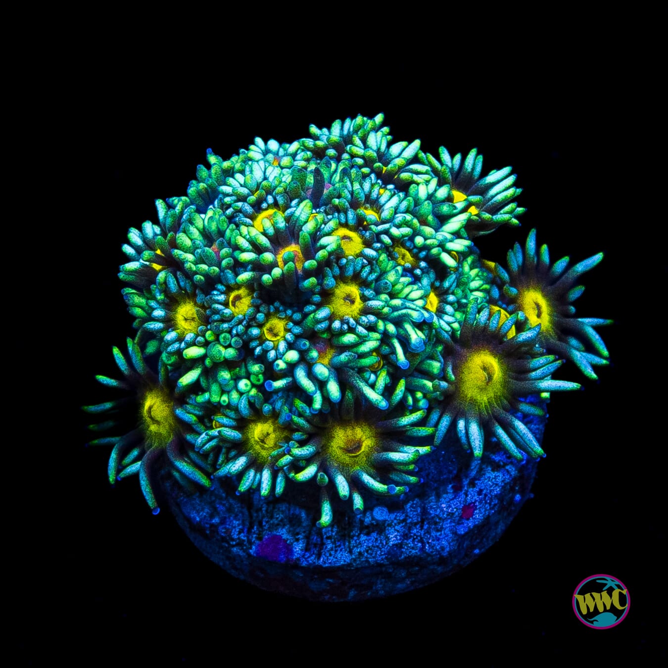 Lemon Head Goniopora