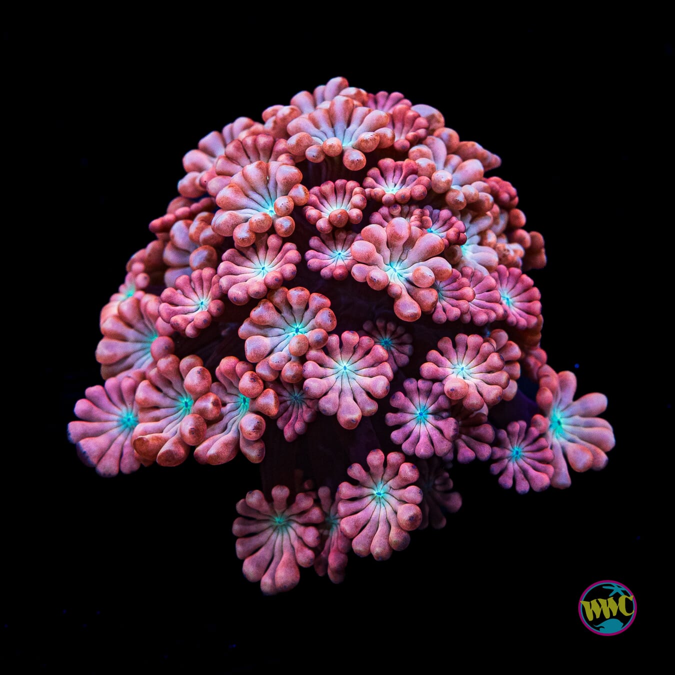 WWC Rose Hologram Alveopora