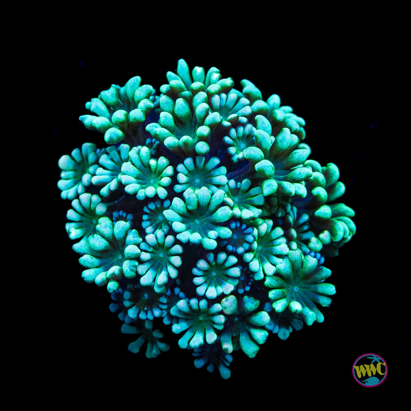 WWC Hologram Alveopora