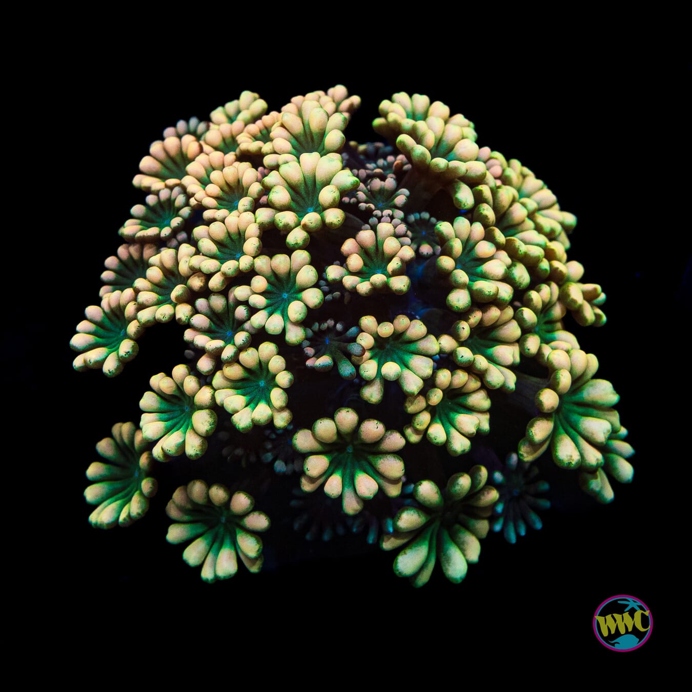 Emerald Hologram Alveopora