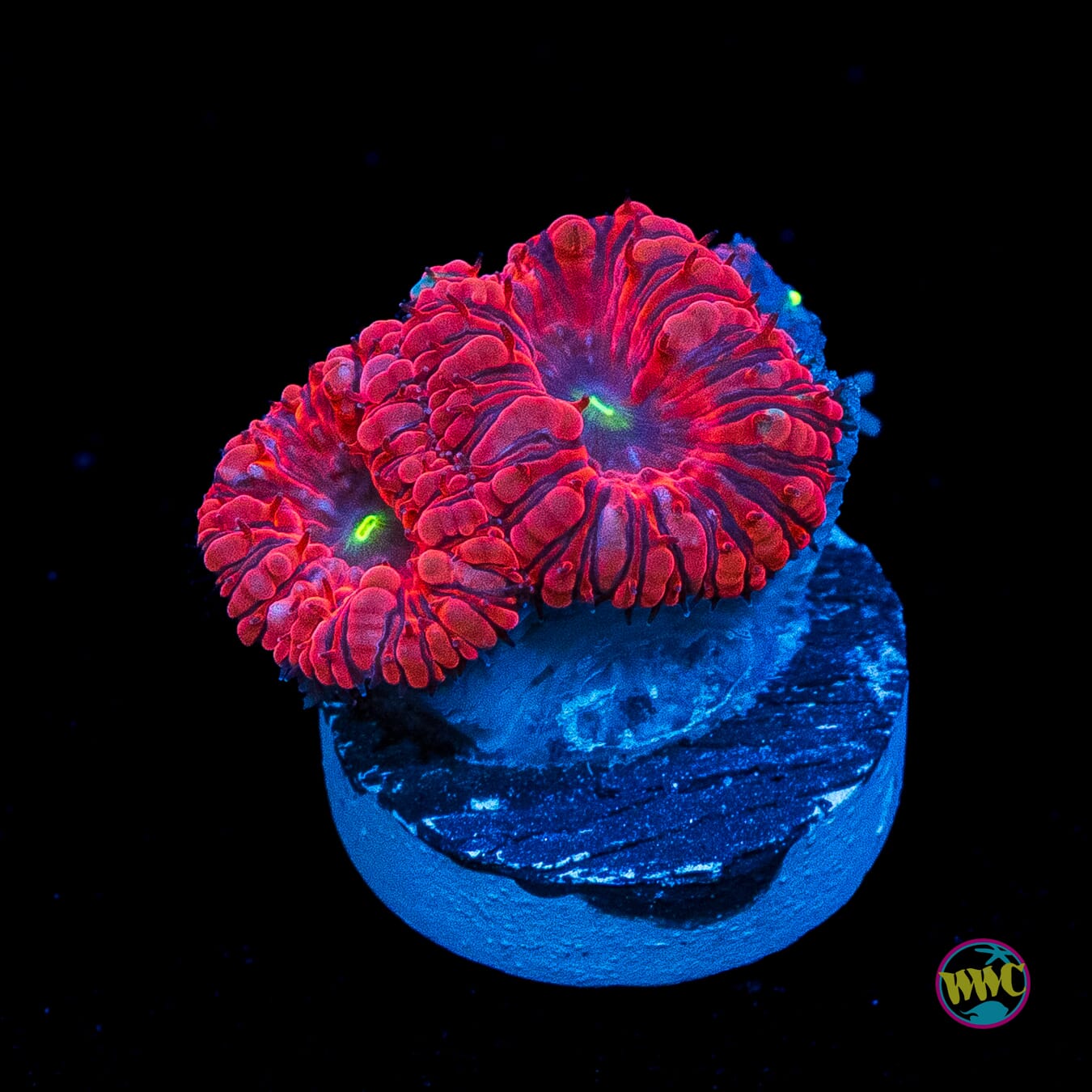 VDM Blastomussa