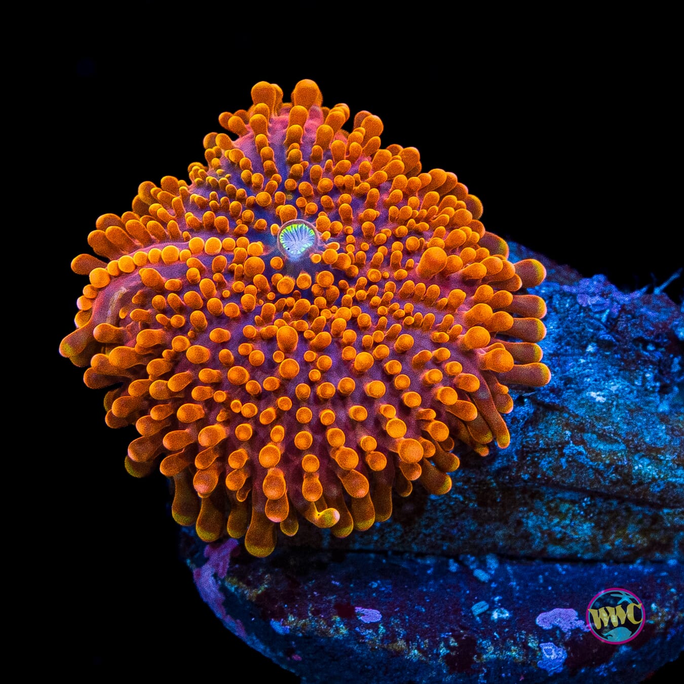Headless Horseman Yuma Mushroom