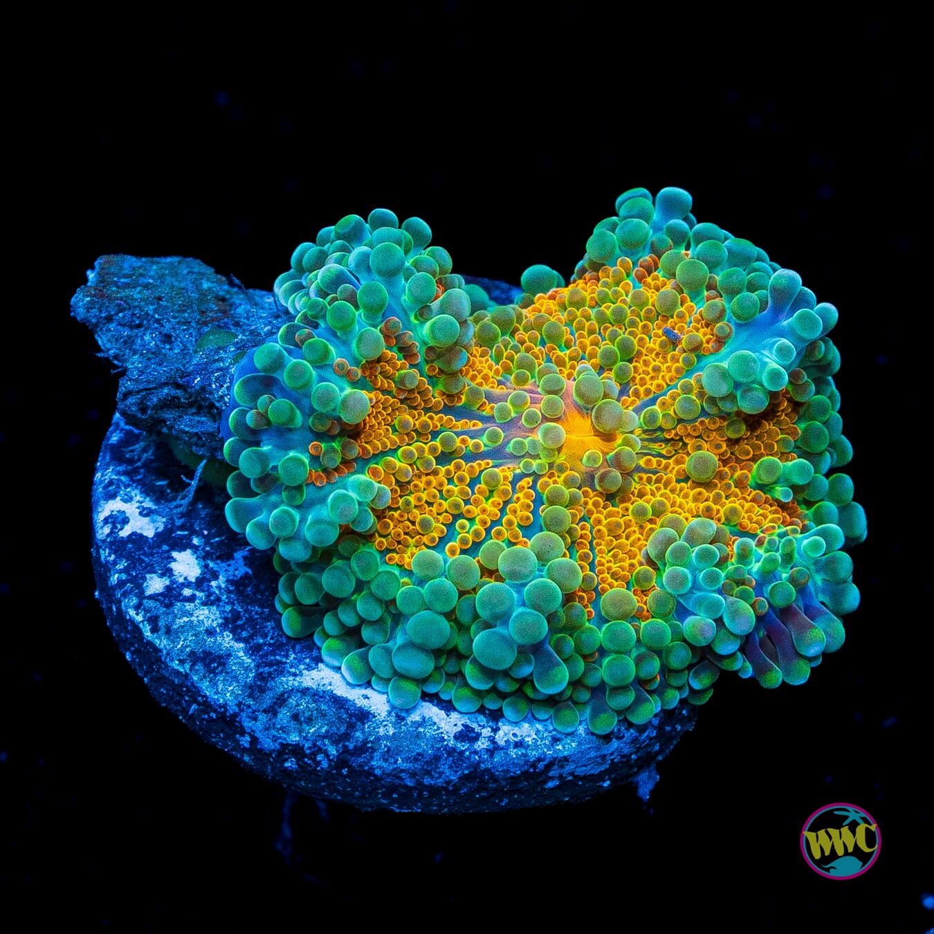 Tropical Sunrise Yuma Mushroom