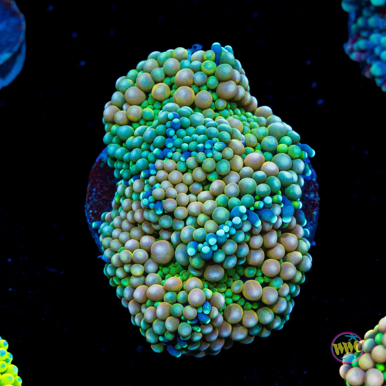 Pucker Up Ricordea Mushroom