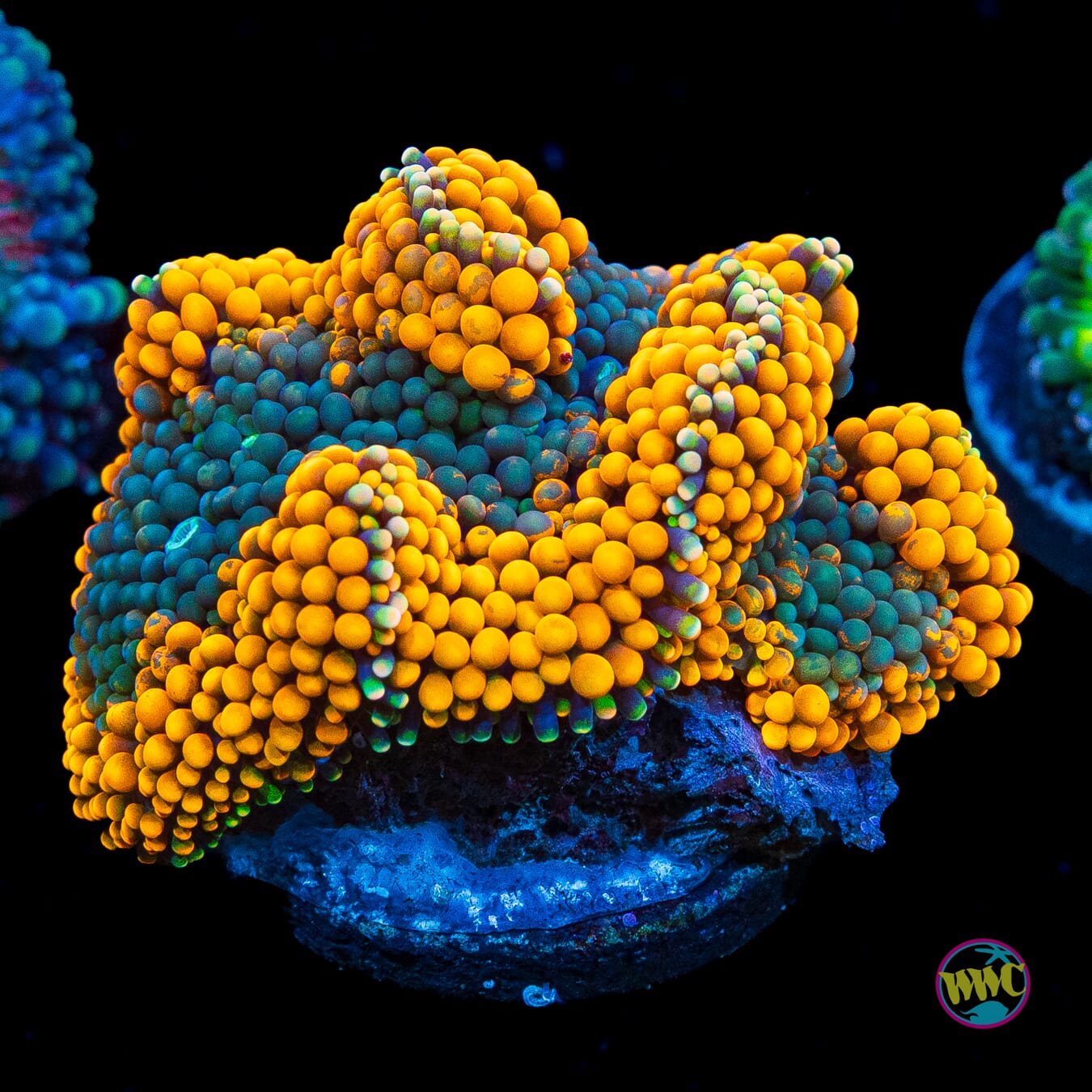 Fresh Squeezed Ricordea Mushroom
