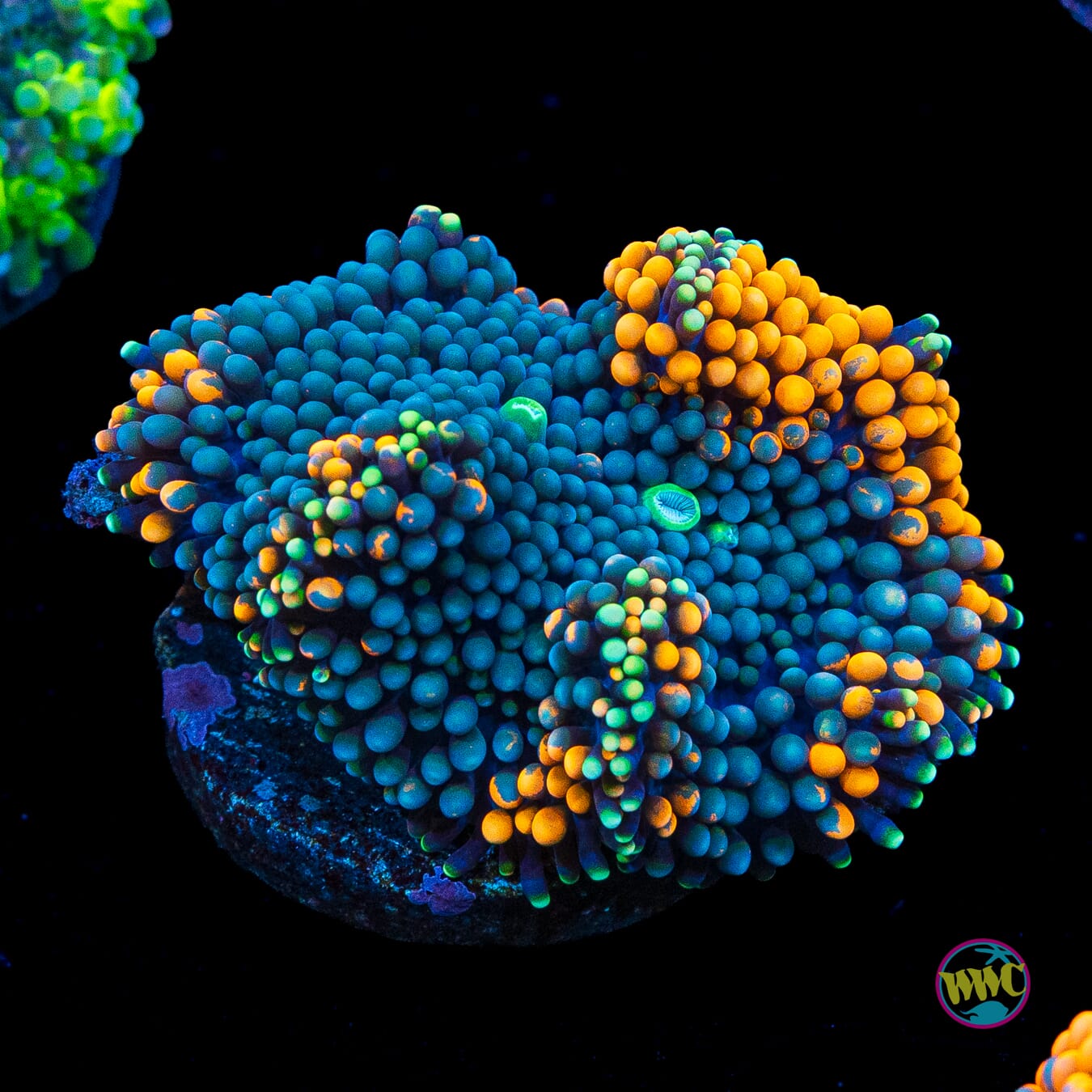 Blueberries and Oranges Ricordea Mushroom