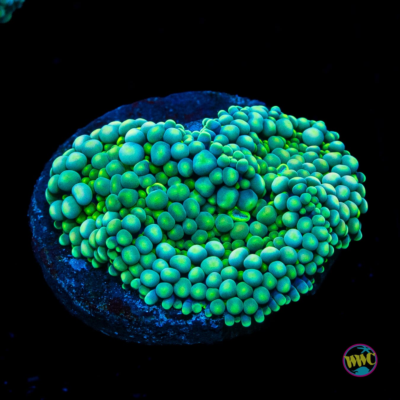 Sour Willy Ricordea Mushroom