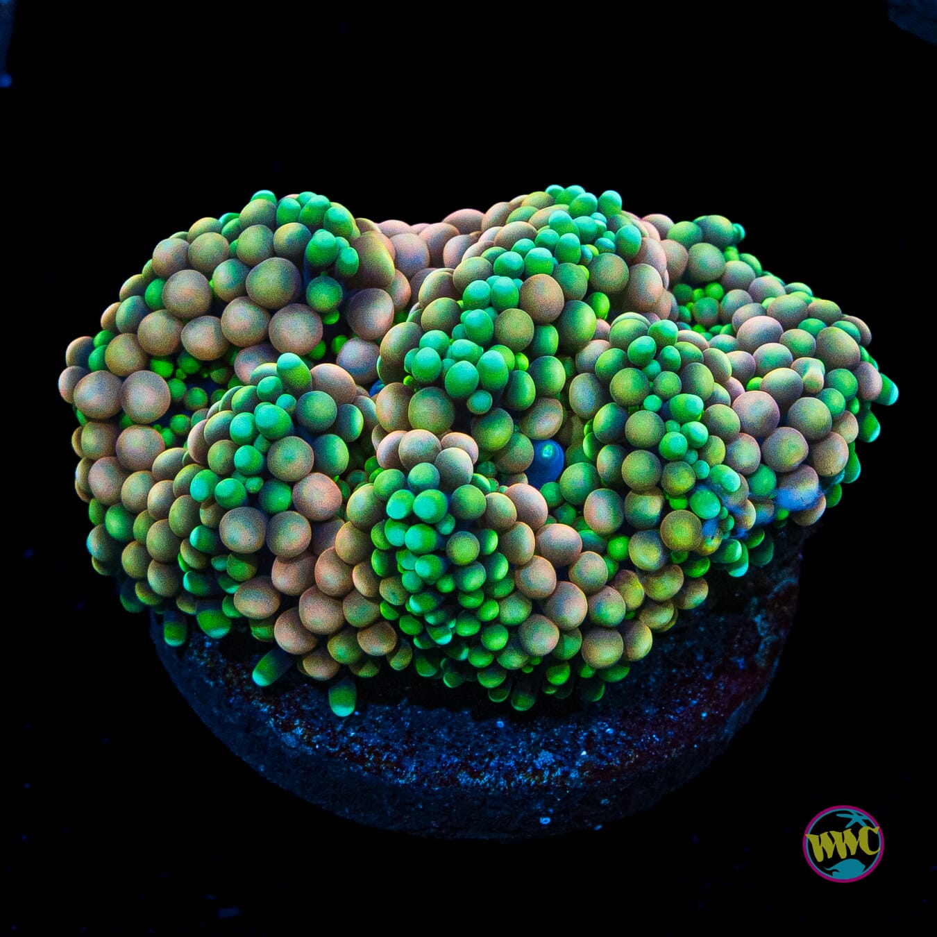 Peachy King Ricordea Mushroom