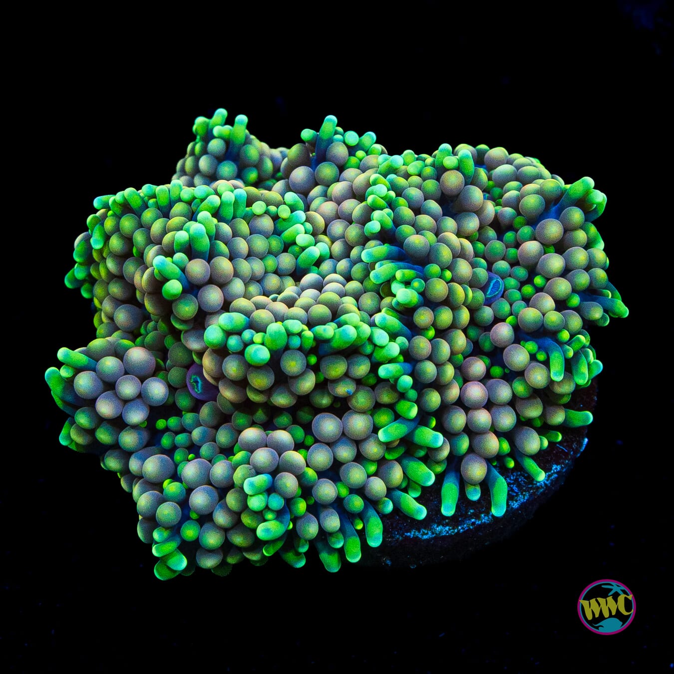 Peachy King Ricordea Mushroom