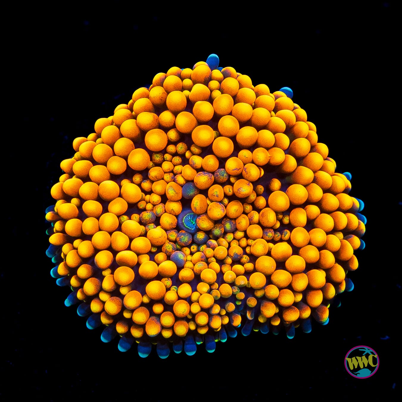 Citrus Bomb Ricordea Mushroom
