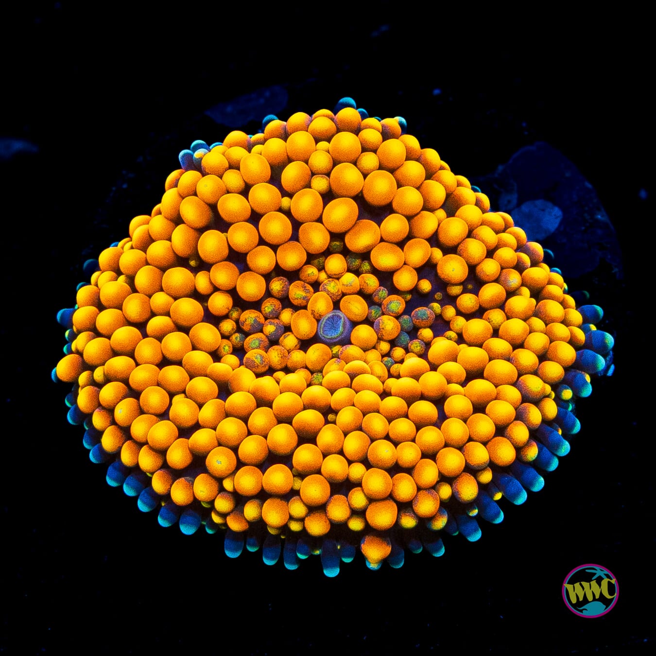 Citrus Bomb Ricordea Mushroom