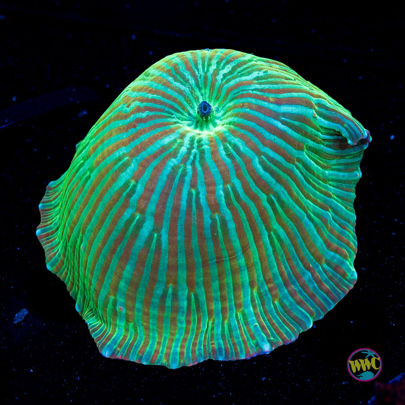 Red Zebra Disco Mushroom