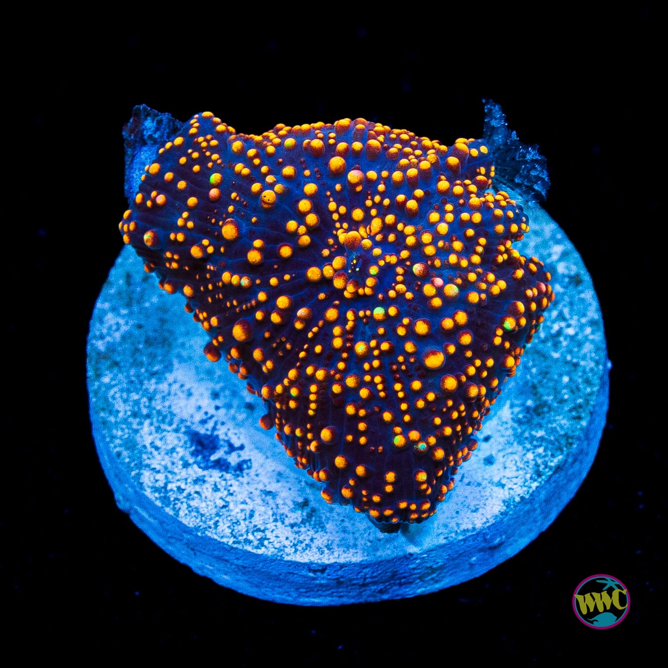 Interstellar Disco Mushroom